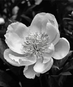 Peony Black And White Paint By Numbers