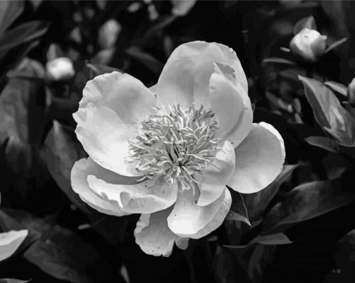 Peony Black And White Paint By Numbers