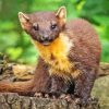 Pine Marten Paint By Numbers