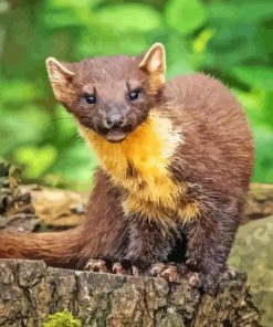 Pine Marten Paint By Numbers