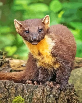 Pine Marten Paint By Numbers