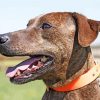 Plott Hound Side Profile Paint By Numbers