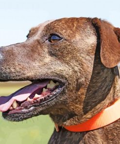 Plott Hound Side Profile Paint By Numbers