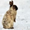 Rabbit In Snow Paint By Numbers