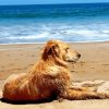 Relaxing Dog In The Beach Paint By Numbers