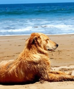 Relaxing Dog In The Beach Paint By Numbers