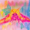 Rosy Maple Moth Paint By Numbers