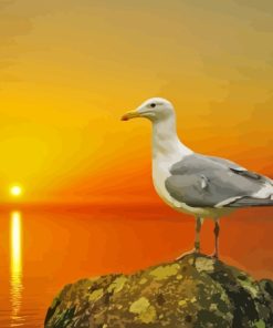 Seagull Bird And The Sun Paint By Numbers