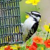 Spring Garden Downy Woodpecker Bird Paint By Numbers