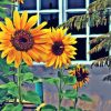 Sunflower By The Window Paint By Numbers