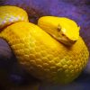 The Yellow Snake Viper Paint By Numbers