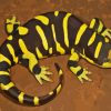 Tiger Salamander Paint By Numbers