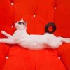 White Cat With Black Tail Lying On Sofa Paint By Numbers