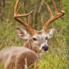 Whitetail Deer Paint By Numbers