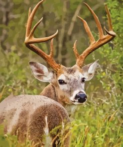 Whitetail Deer Paint By Numbers