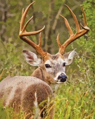 Whitetail Deer Paint By Numbers