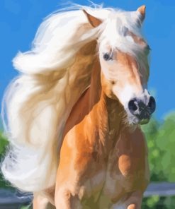 Wild Haflinger Horse Paint By Numbers