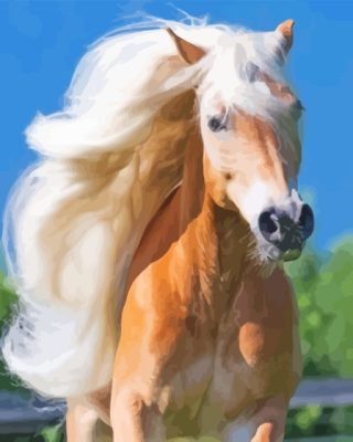 Wild Haflinger Horse Paint By Numbers