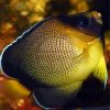 Xanthurus Cream Angelfish Paint By Numbers