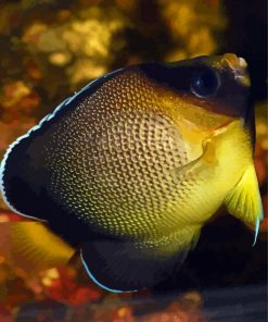 Xanthurus Cream Angelfish Paint By Numbers