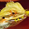 Bearded Dragon Eating Flower Paint By Numbers