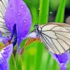 Beautiful Irises With Butterflies Paint By Numbers