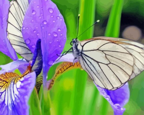 Beautiful Irises With Butterflies Paint By Numbers