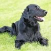 Black Golden Retriever Animal Paint By Numbers