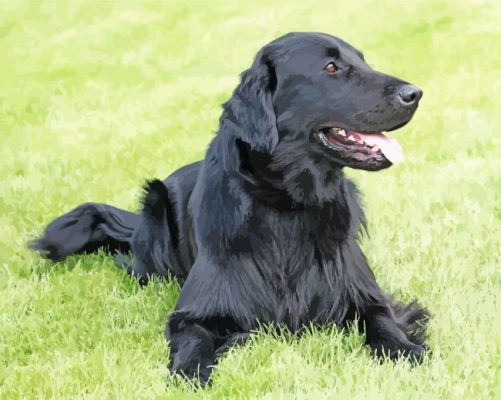 Black Golden Retriever Animal Paint By Numbers