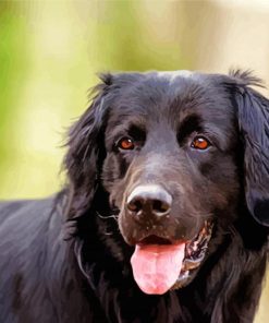 Black Golden Retriever Dog Paint By Numbers