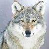 Cool White And Grey Wolf Paint By Numbers