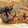 Cute Tortoiseshell Cat Paint By Numbers