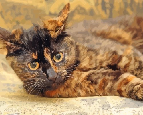 Cute Tortoiseshell Cat Paint By Numbers