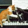 Cute Cats On Piano Paint By Numbers