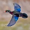 Flying Wood Duck Paint By Numbers