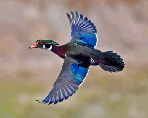 Flying Wood Duck Paint By Numbers