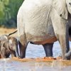 Mom And Baby Elephant In Water Paint By Numbers