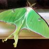 Moon Moth Insect Paint By Numbers