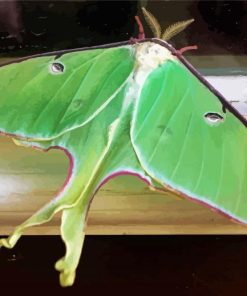 Moon Moth Insect Paint By Numbers