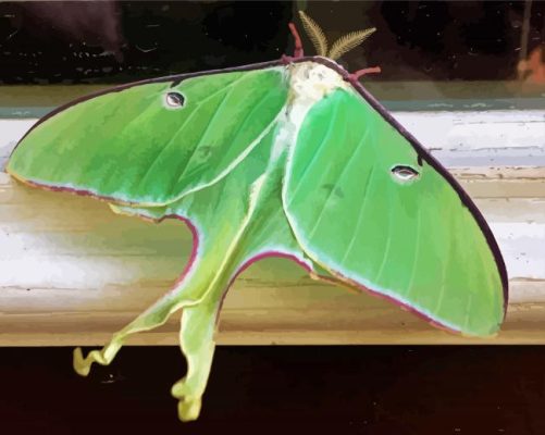 Moon Moth Insect Paint By Numbers