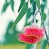 Pink Snow Gum Flowers Paint By Numbers