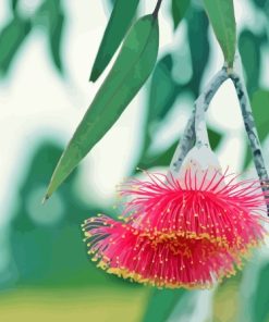 Pink Snow Gum Flowers Paint By Numbers