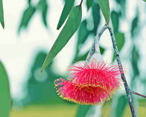 Pink Snow Gum Flowers Paint By Numbers