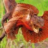 Red Frill Necked Lizard Paint By Numbers