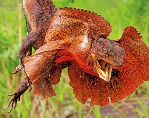 Red Frill Necked Lizard Paint By Numbers