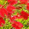 Red Bottle Brush Flowers Paint By Numbers