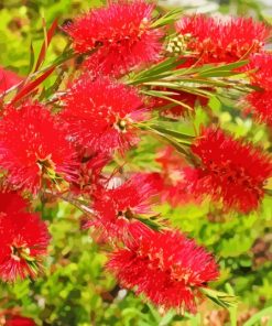 Red Bottle Brush Flowers Paint By Numbers