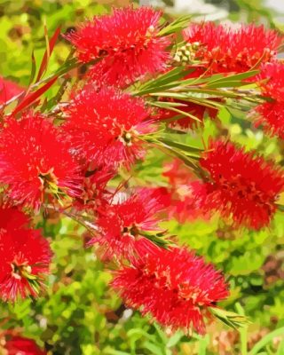 Red Bottle Brush Flowers Paint By Numbers