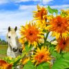 White Horses In Sunflowers Paint By Numbers