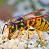 White Flowers Wasp Paint By Numbers